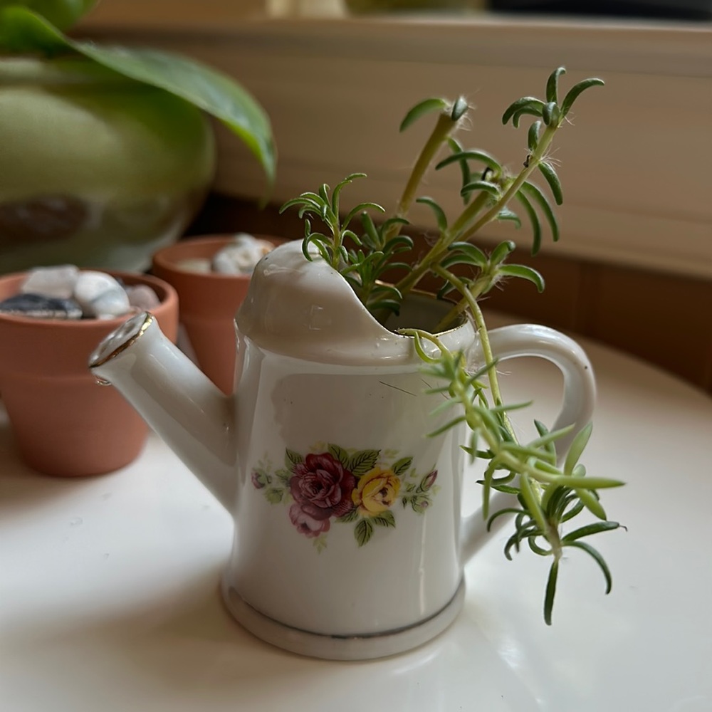 Tiny 🌱 Pitcher - Picture 6 of 6
